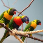National Aviary