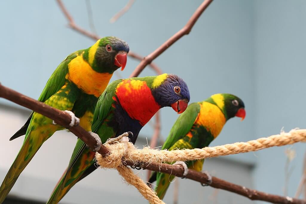 National Aviary