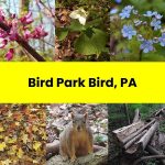 Bird Park, PA