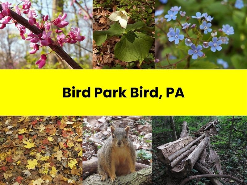 Bird Park, PA